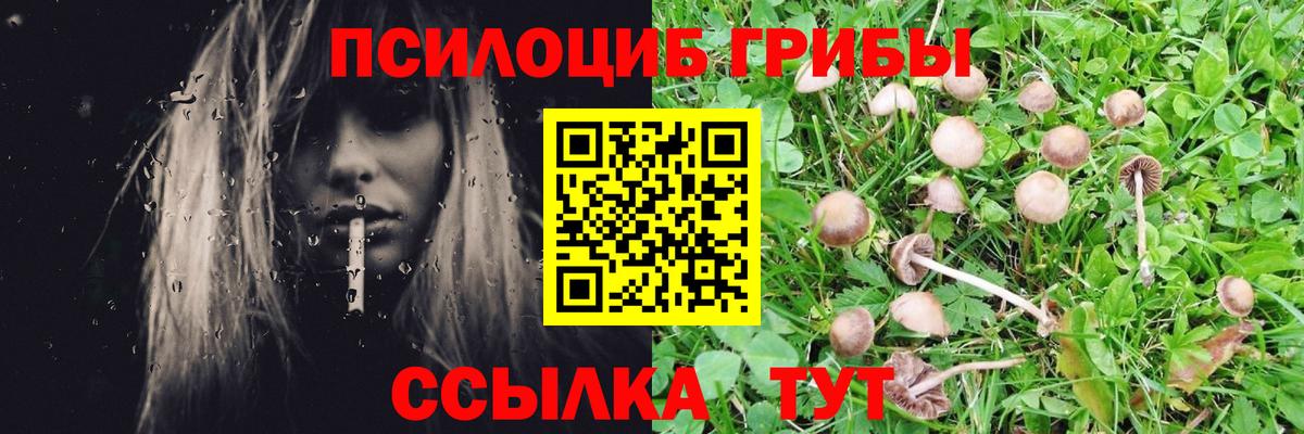 Псилоцибиновые грибы Psilocybine cubensis  Вход с VPN  Краснокаменск 